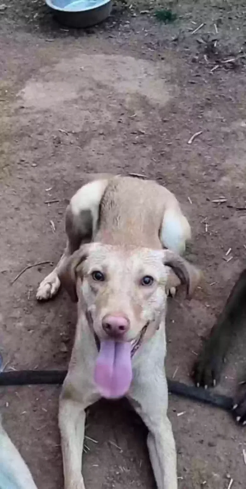 Lost dog in Bowling Green, KY, 42104