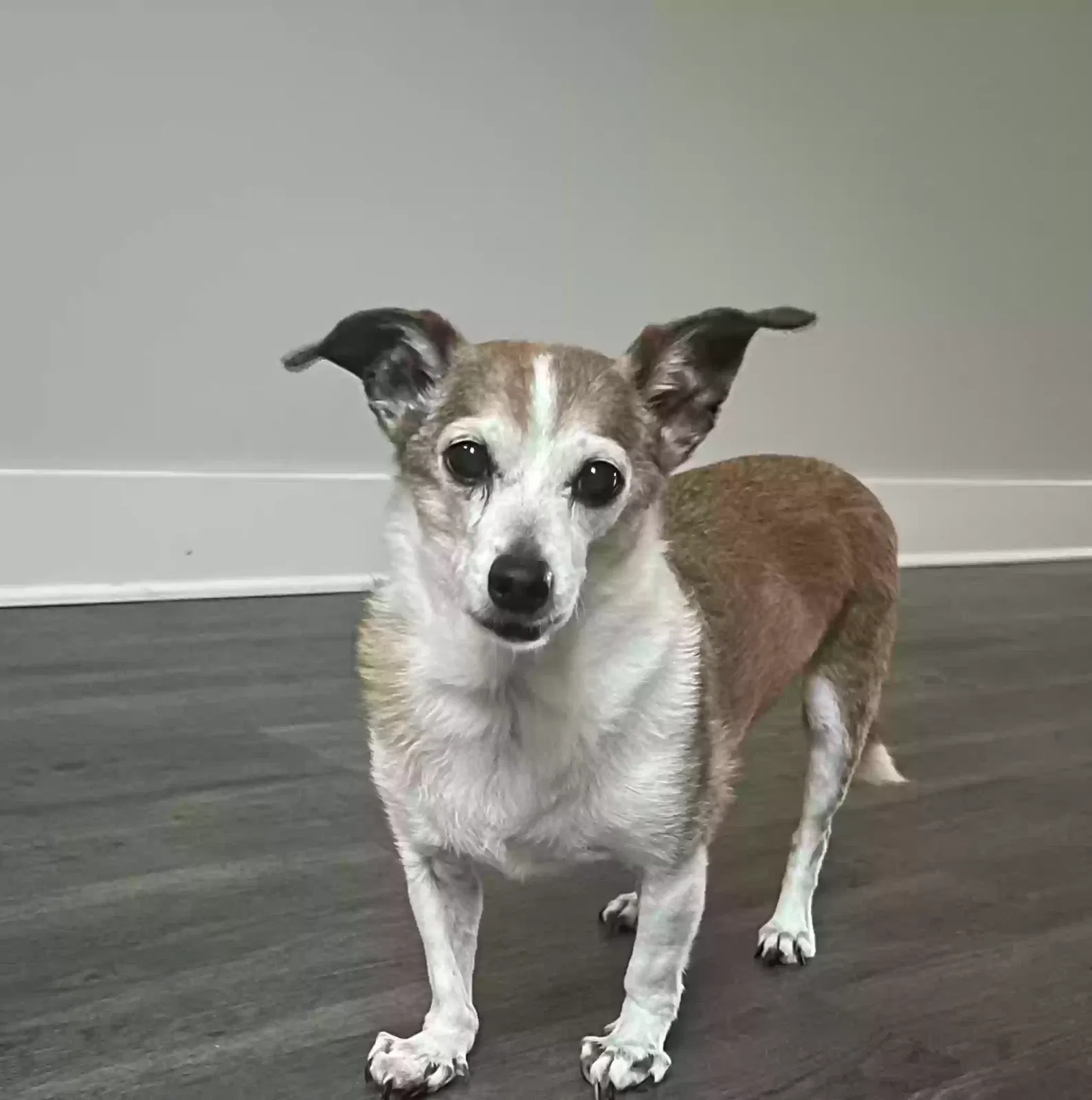 Lost dog in Knoxville, TN, 37931
