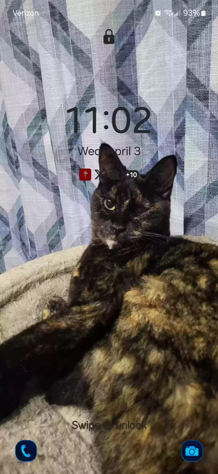 Lost cat in Saint Petersburg, FL, 33710