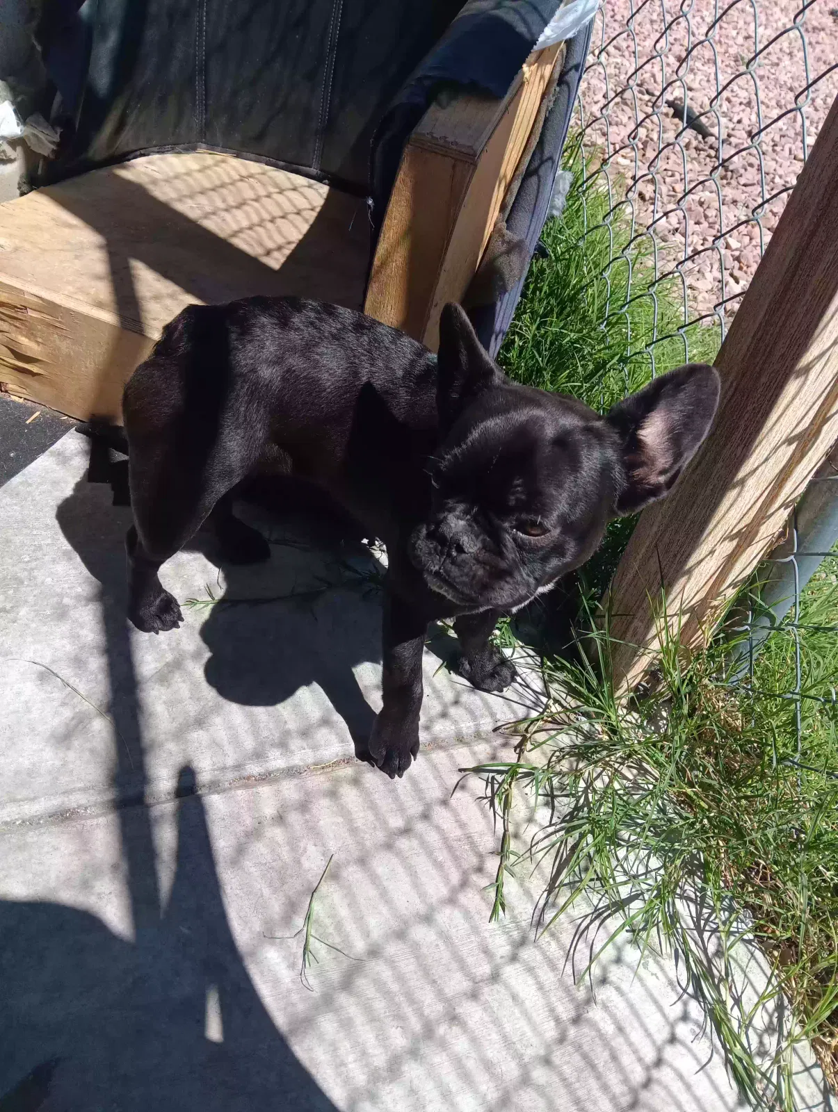 Lost dog in Las Vegas, NV, 89103