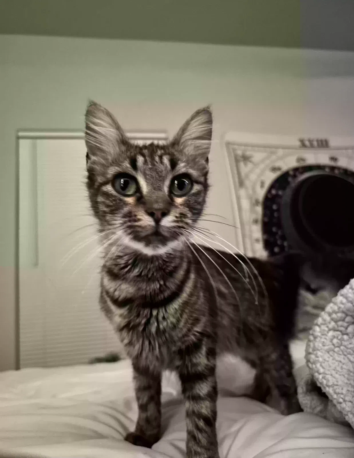 Lost cat in Katy, TX, 77449