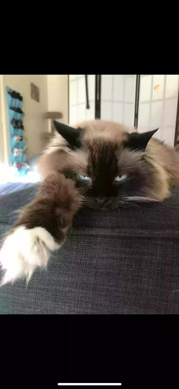 Lost cat in Irving, TX, 75063