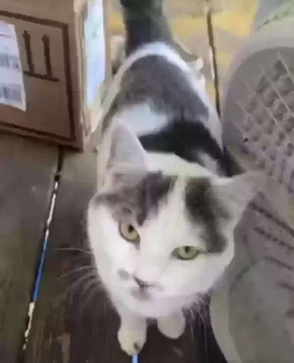 Lost cat in Mcdonough, GA, 30252