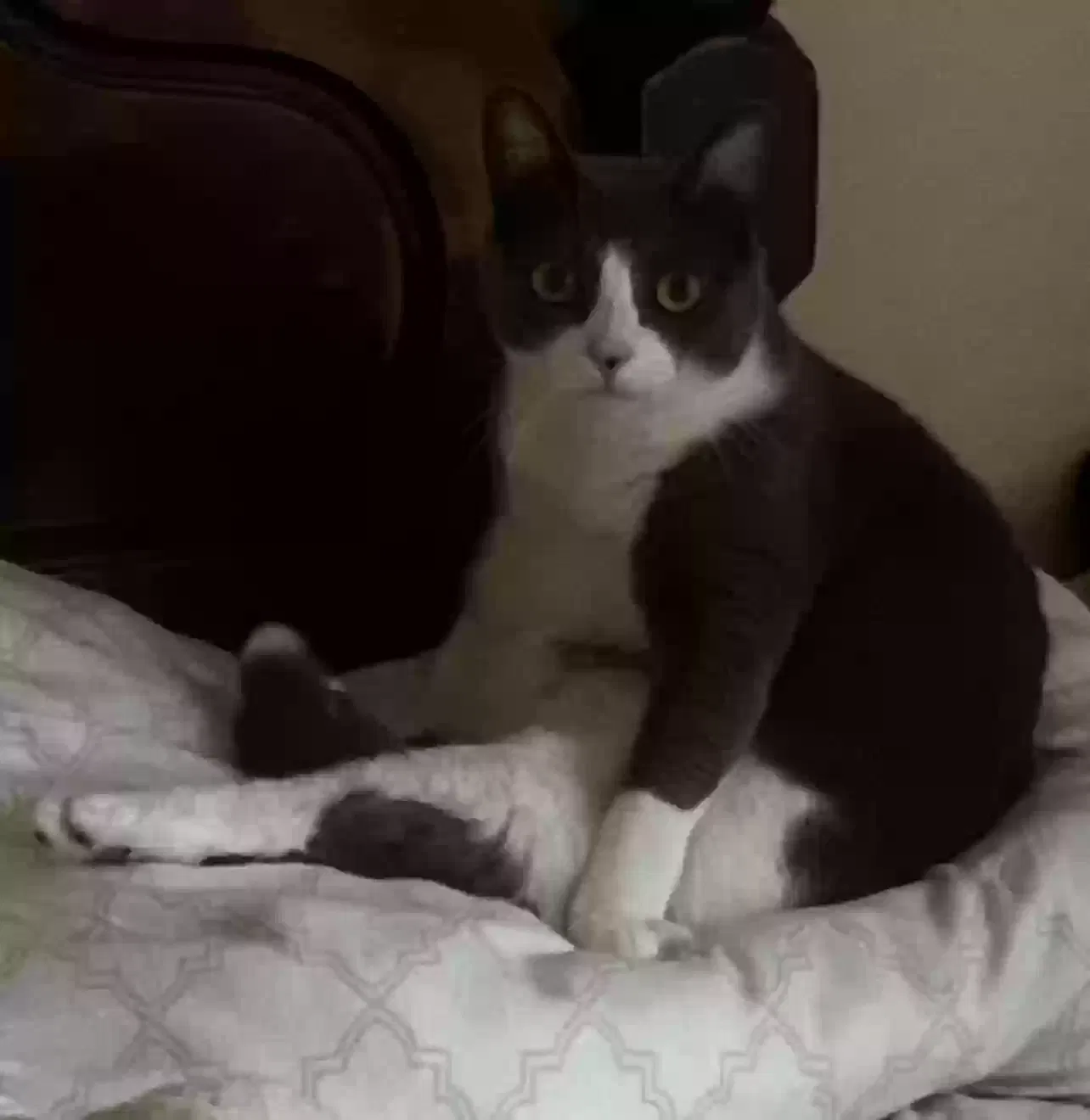 Lost cat in Modesto, CA, 95350