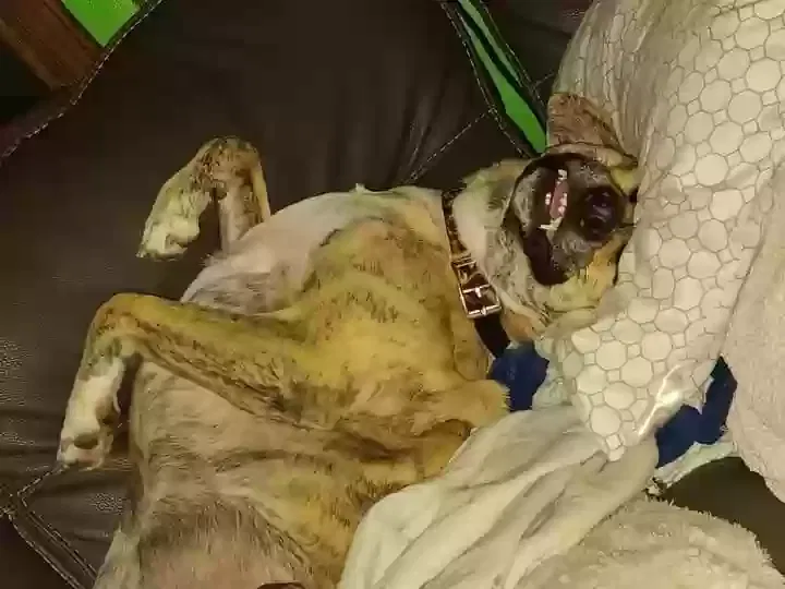 Lost dog in San Antonio, TX, 78224
