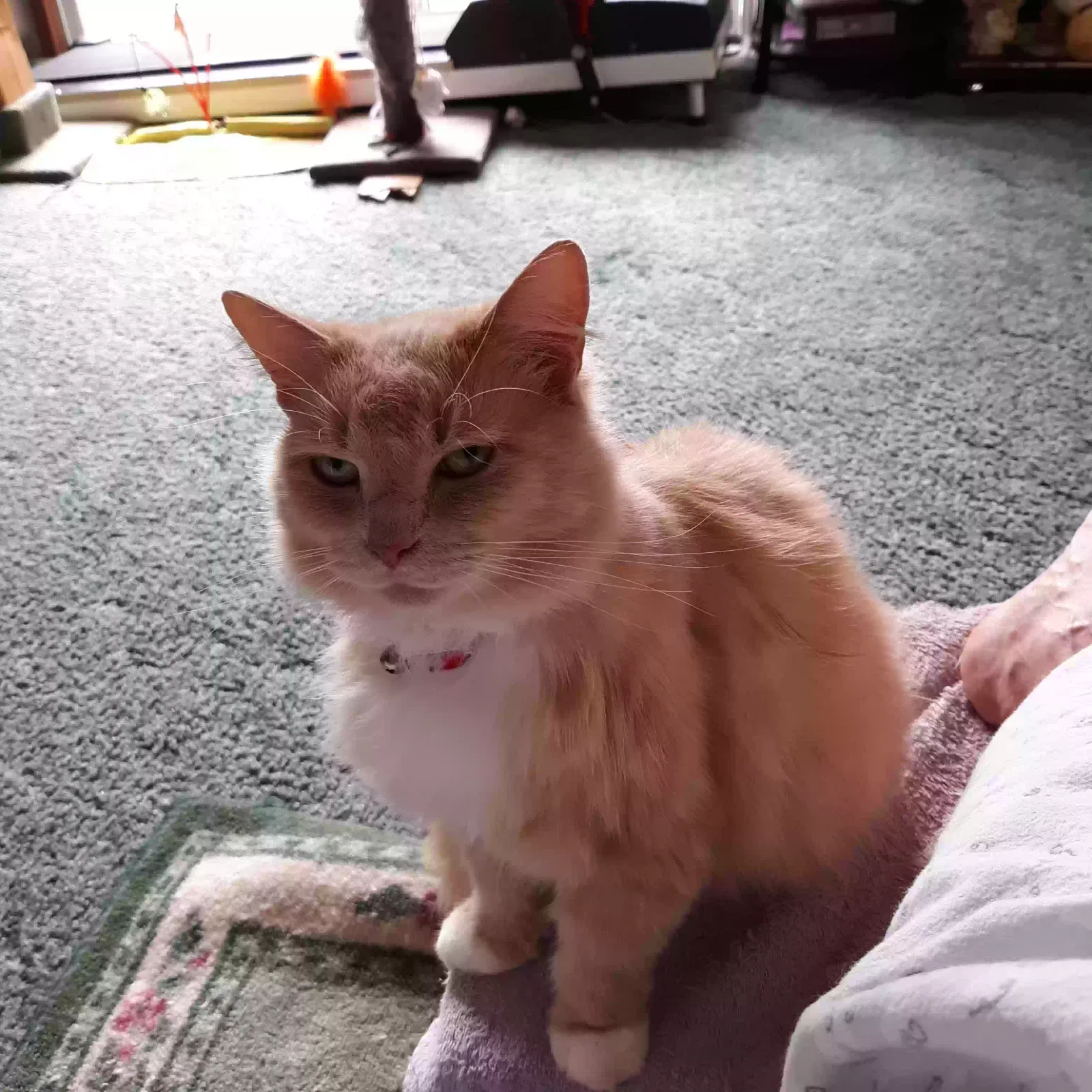 Lost cat in Reidsville, NC, 27320