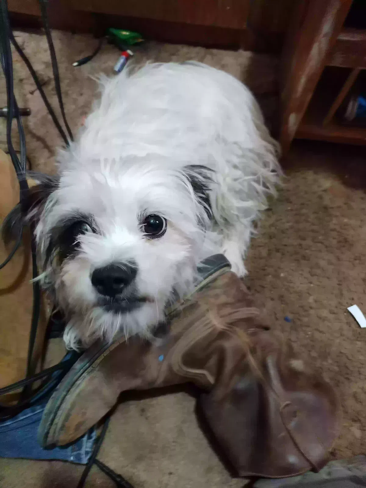 Lost dog in Buckeye, AZ, 85326