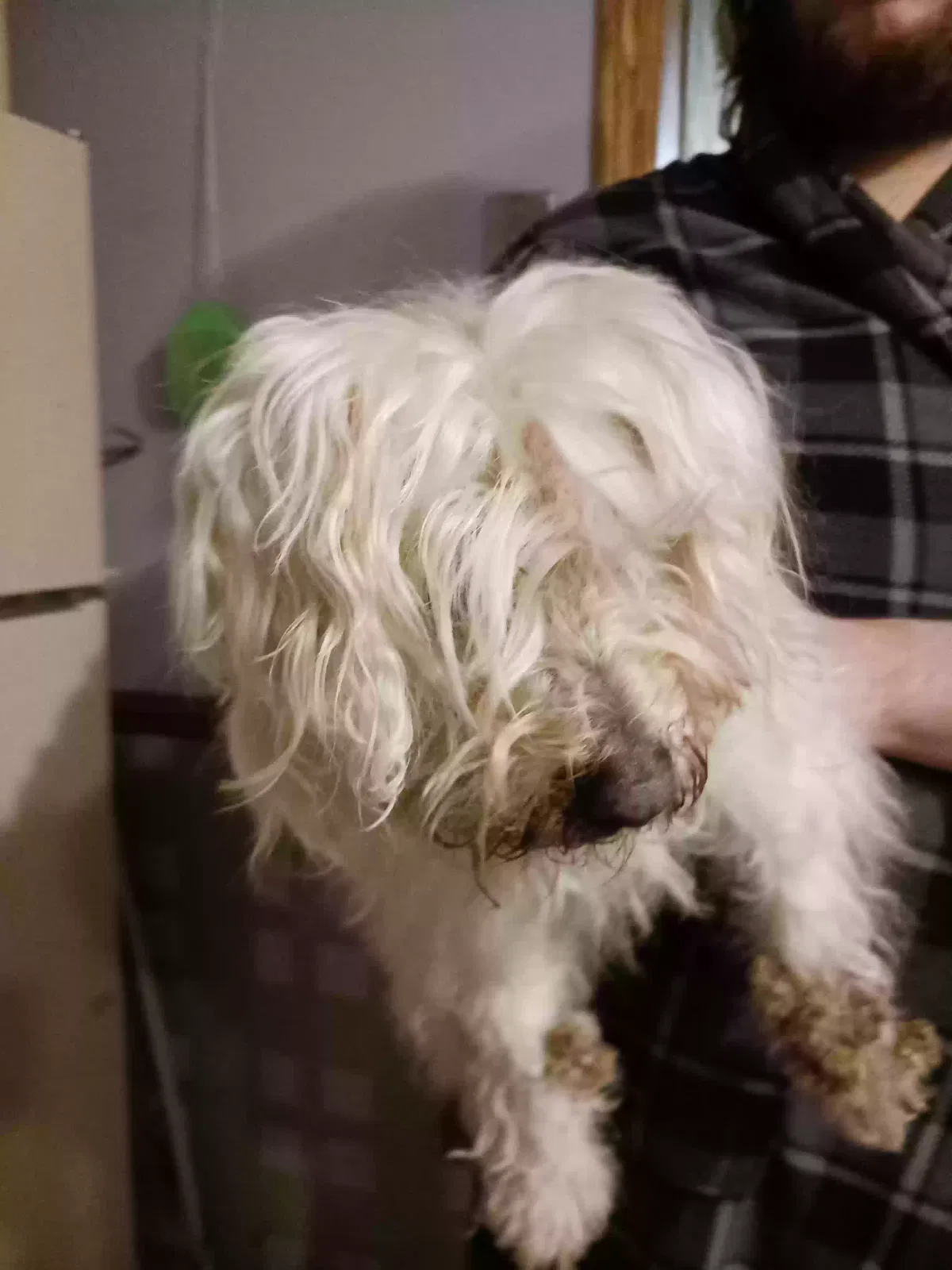 Found dog in Montgomery, IL, 60538