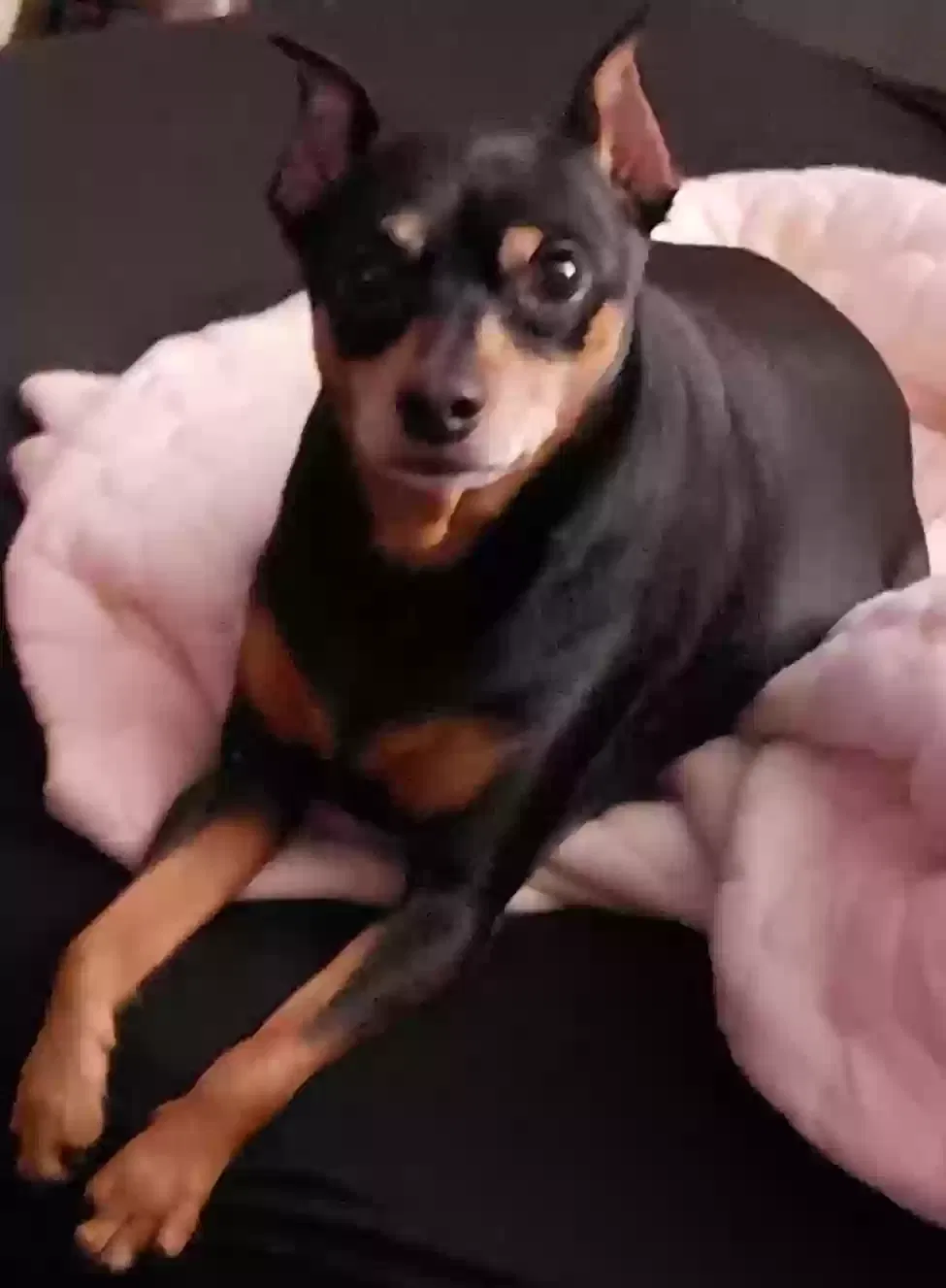 Lost dog in Cleveland, OH, 44111