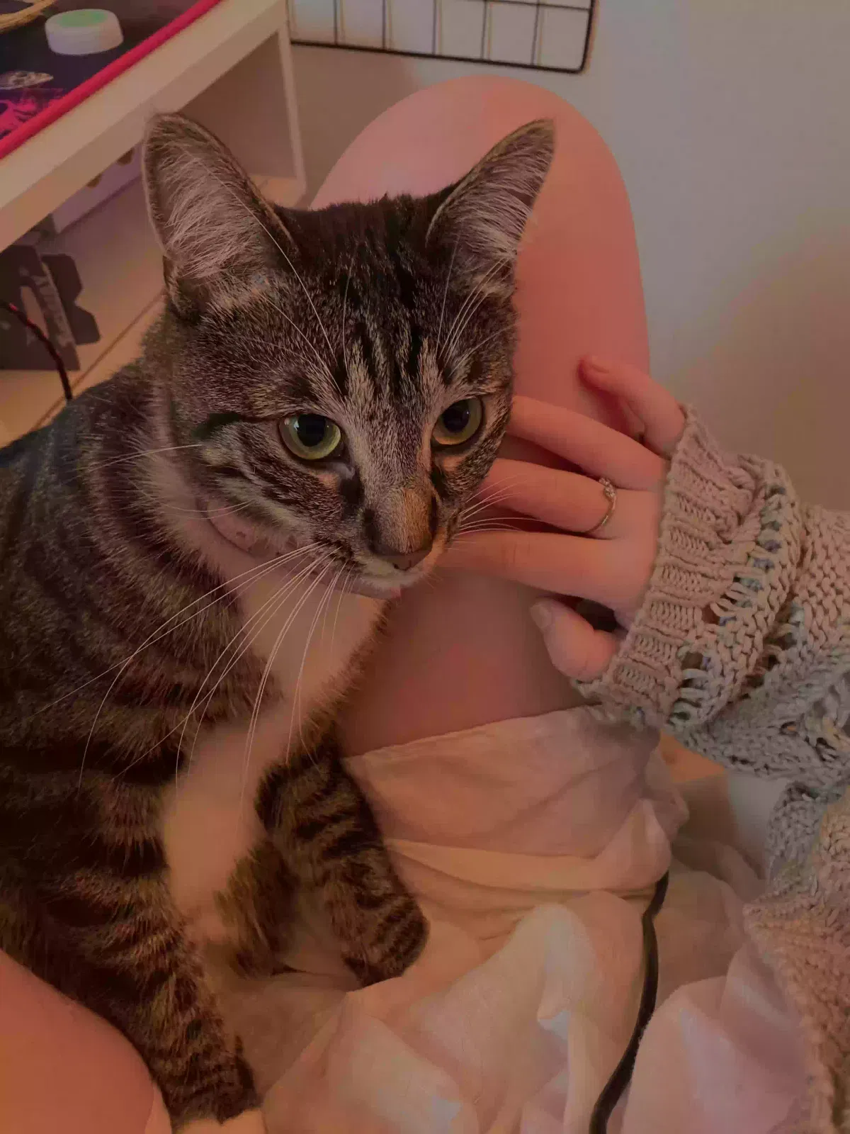 Lost cat in Glenpool, OK, 74033