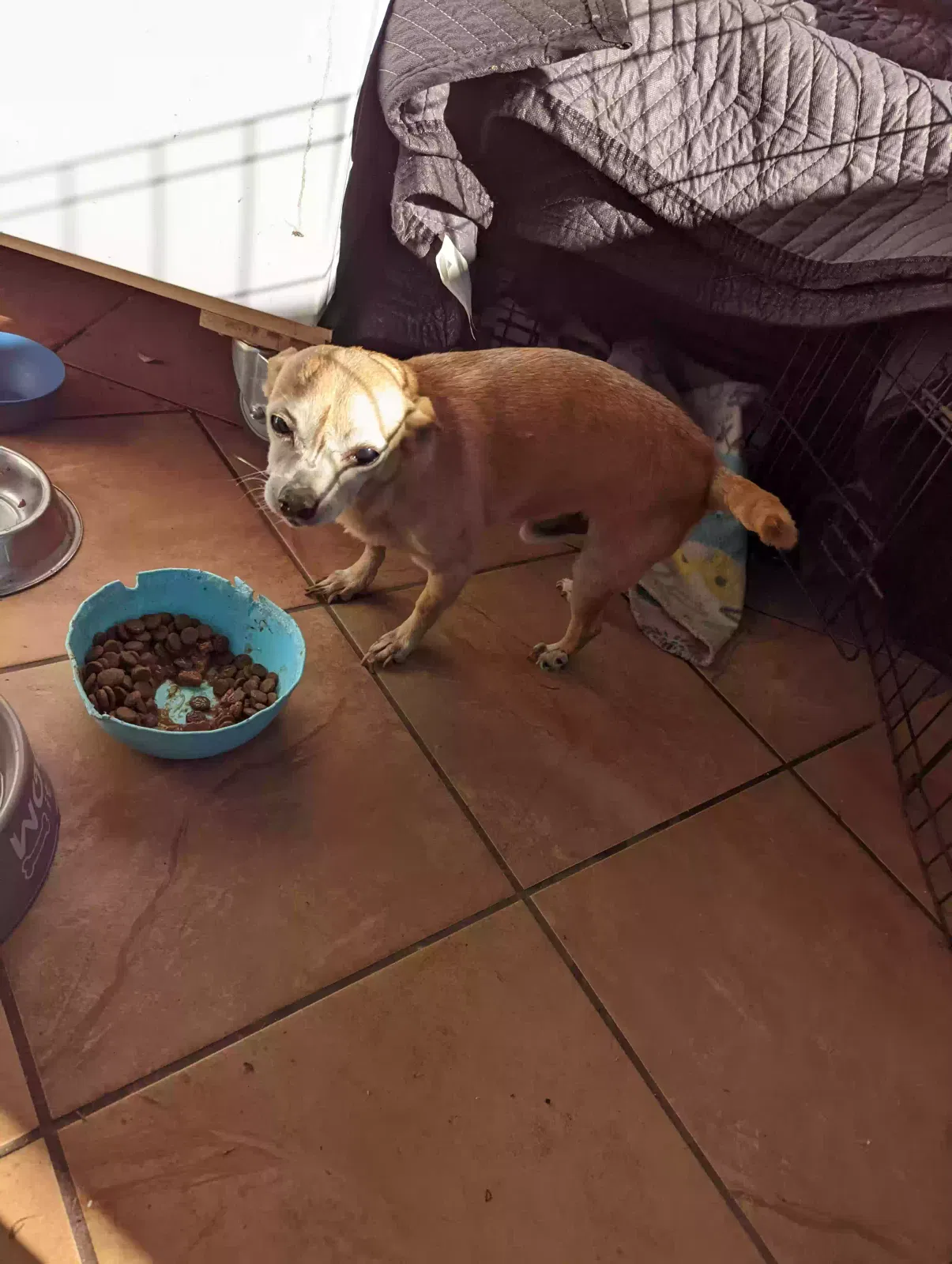 Lost dog in Houston, TX, 77067