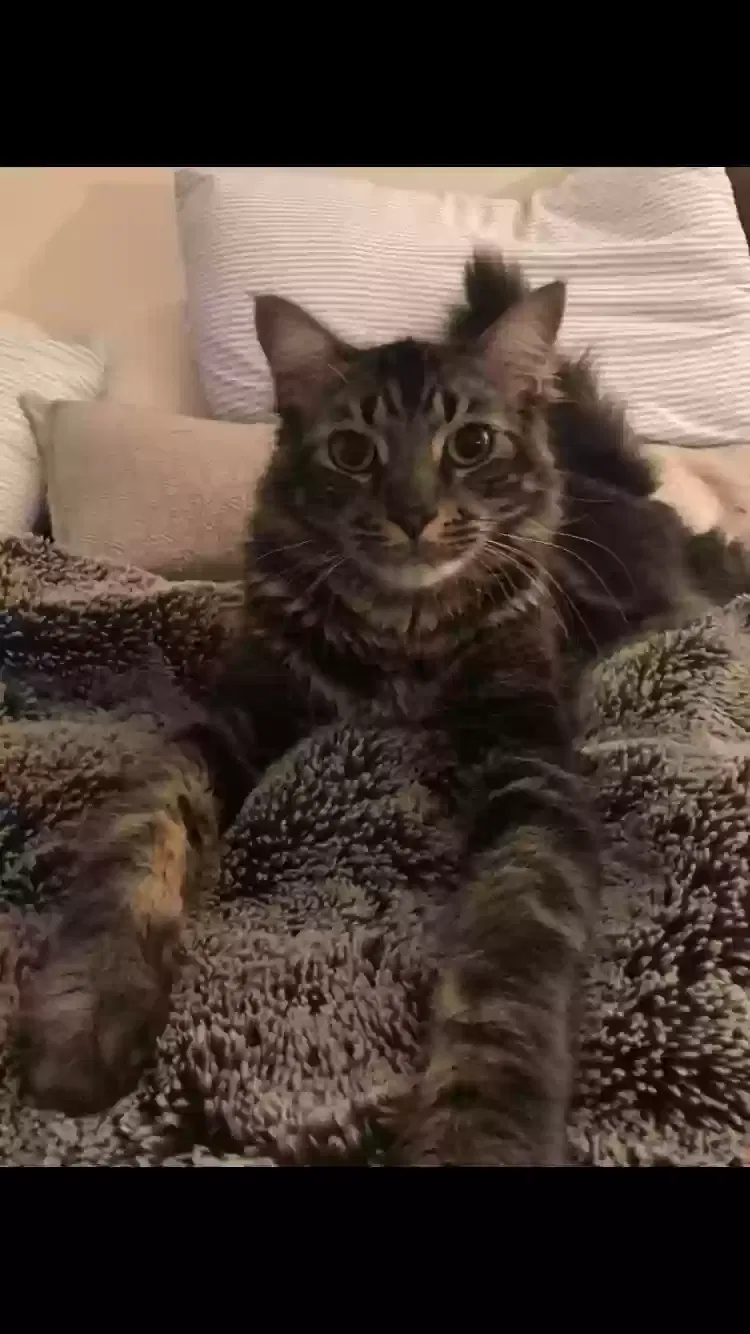 Lost cat in San Diego, CA, 92105