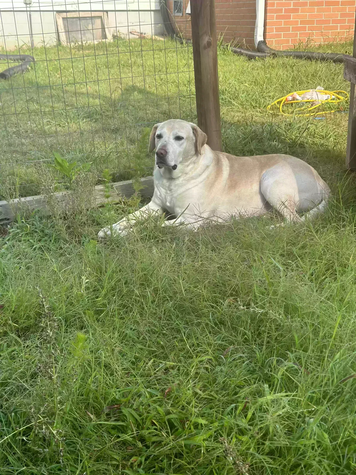 Lost dog in Henderson, TN, 38340
