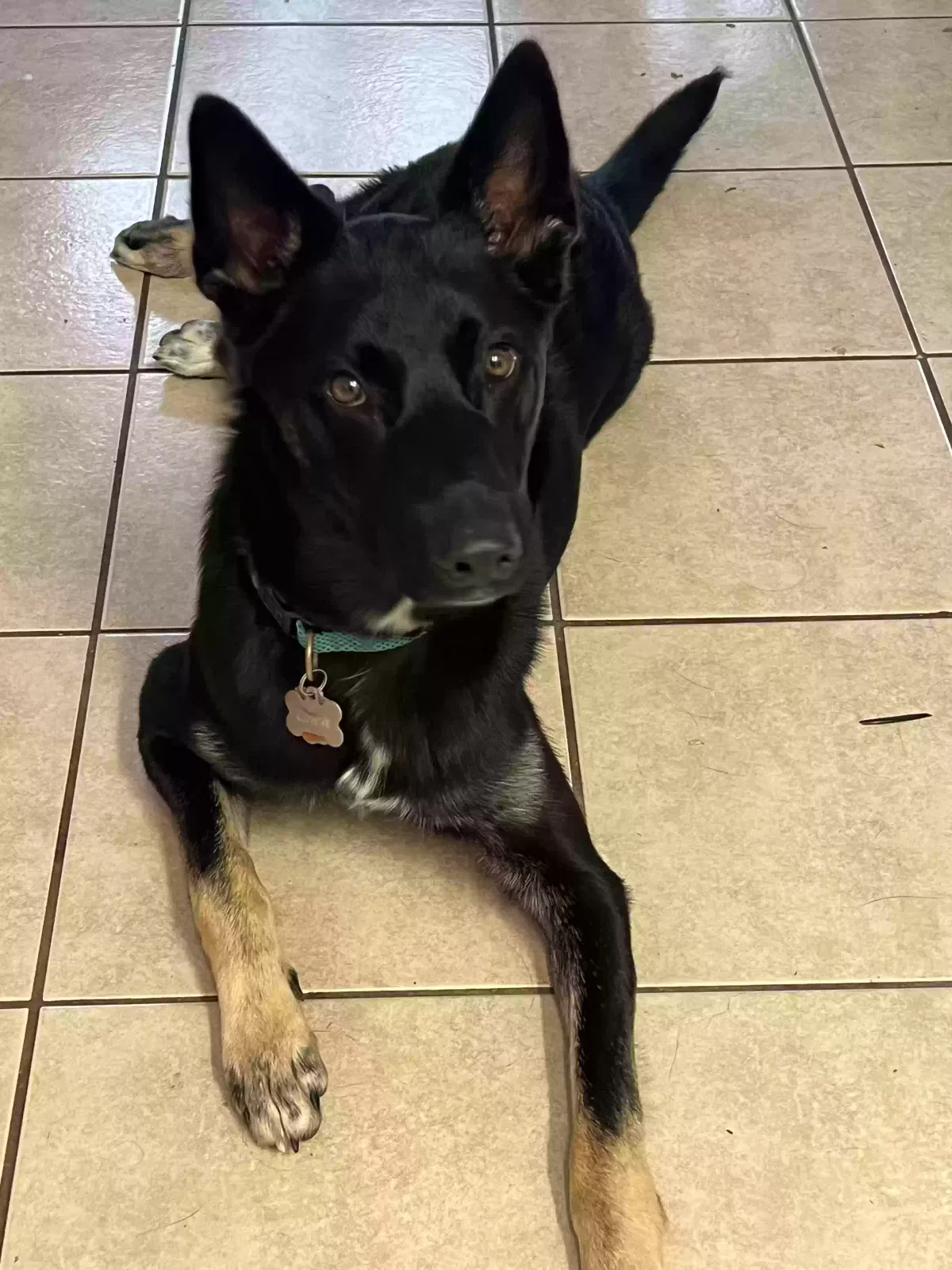 Lost dog in Katy, TX, 77450