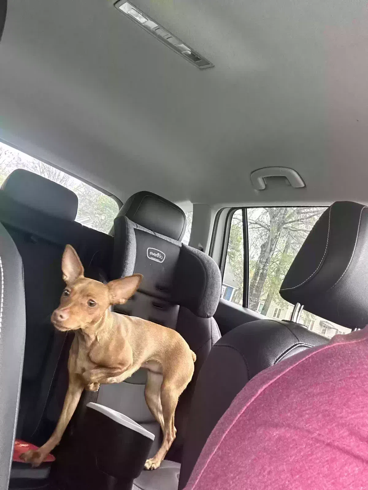 Lost dog in Columbia, SC, 29212