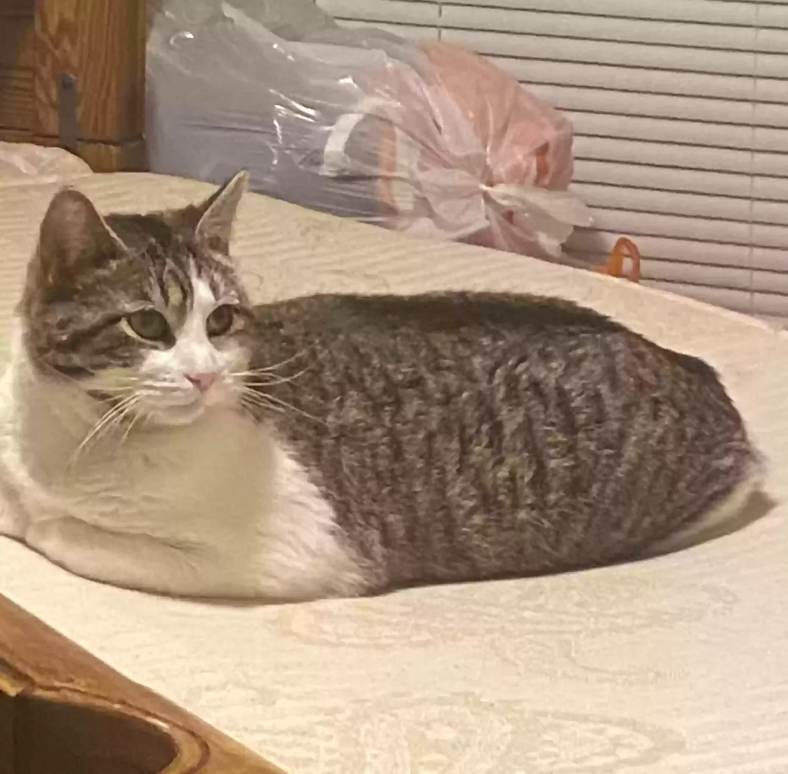 Lost cat in Glenwood, MD, 21738