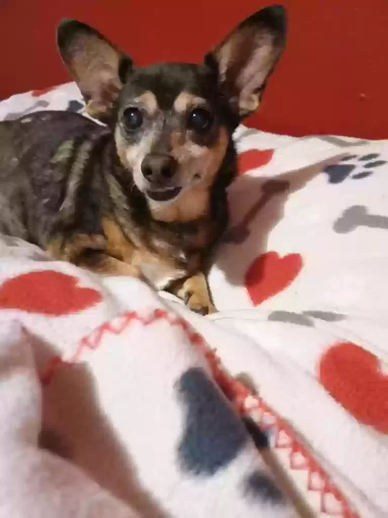 Lost dog in Houston, TX, 77084