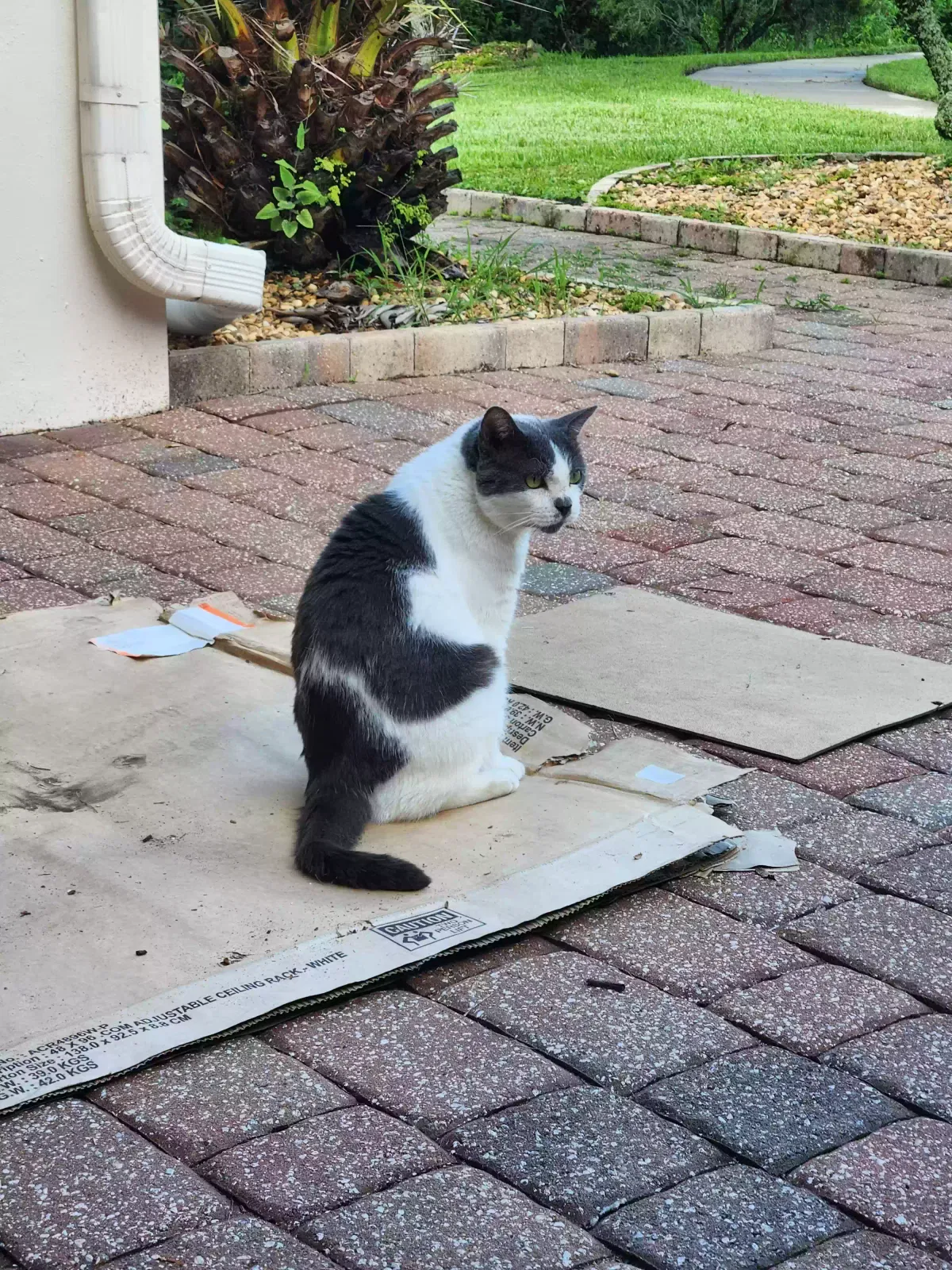 Lost cat in Winter Garden, FL, 34787