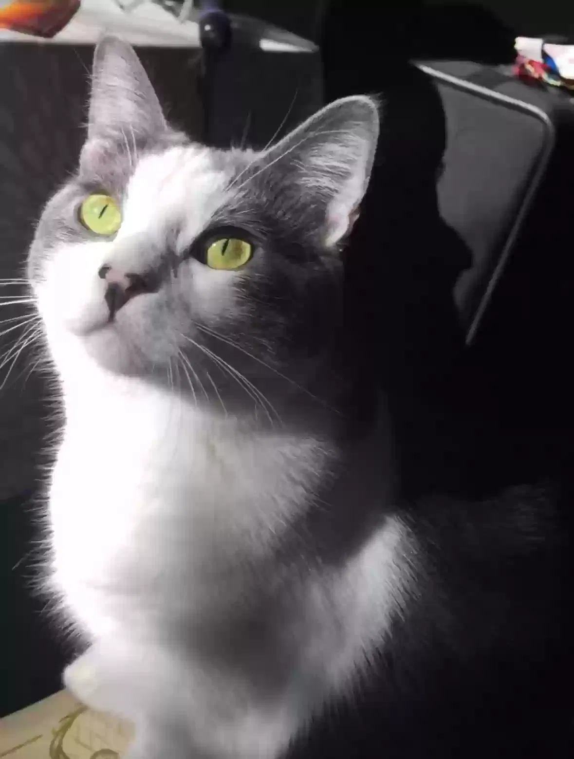 Lost cat in Salt Lake City, UT, 84109