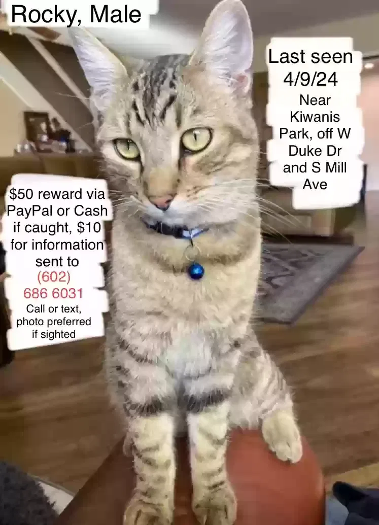 Lost cat in Tempe, AZ, 85283