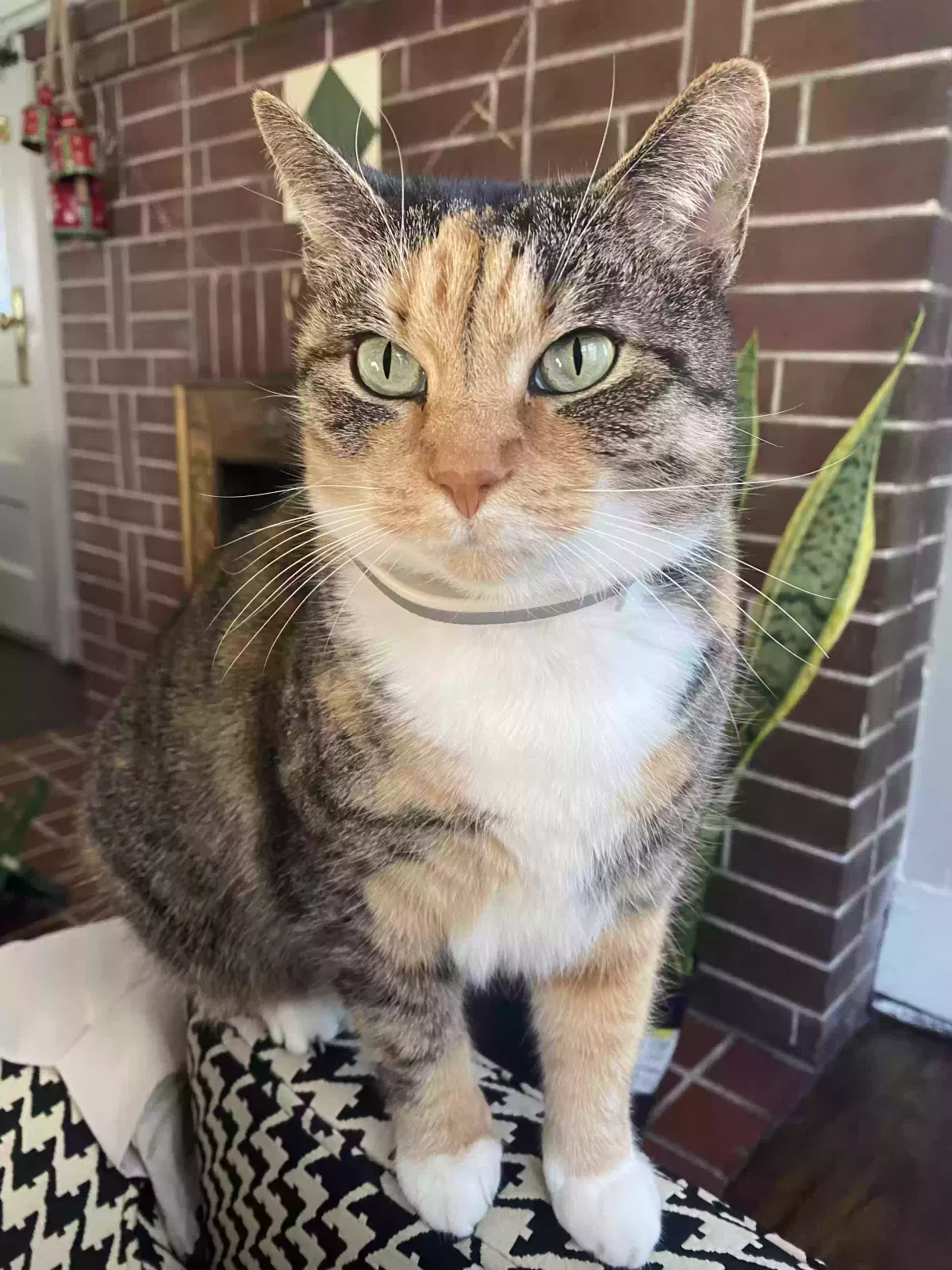 Lost cat in Winston Salem, NC, 27101