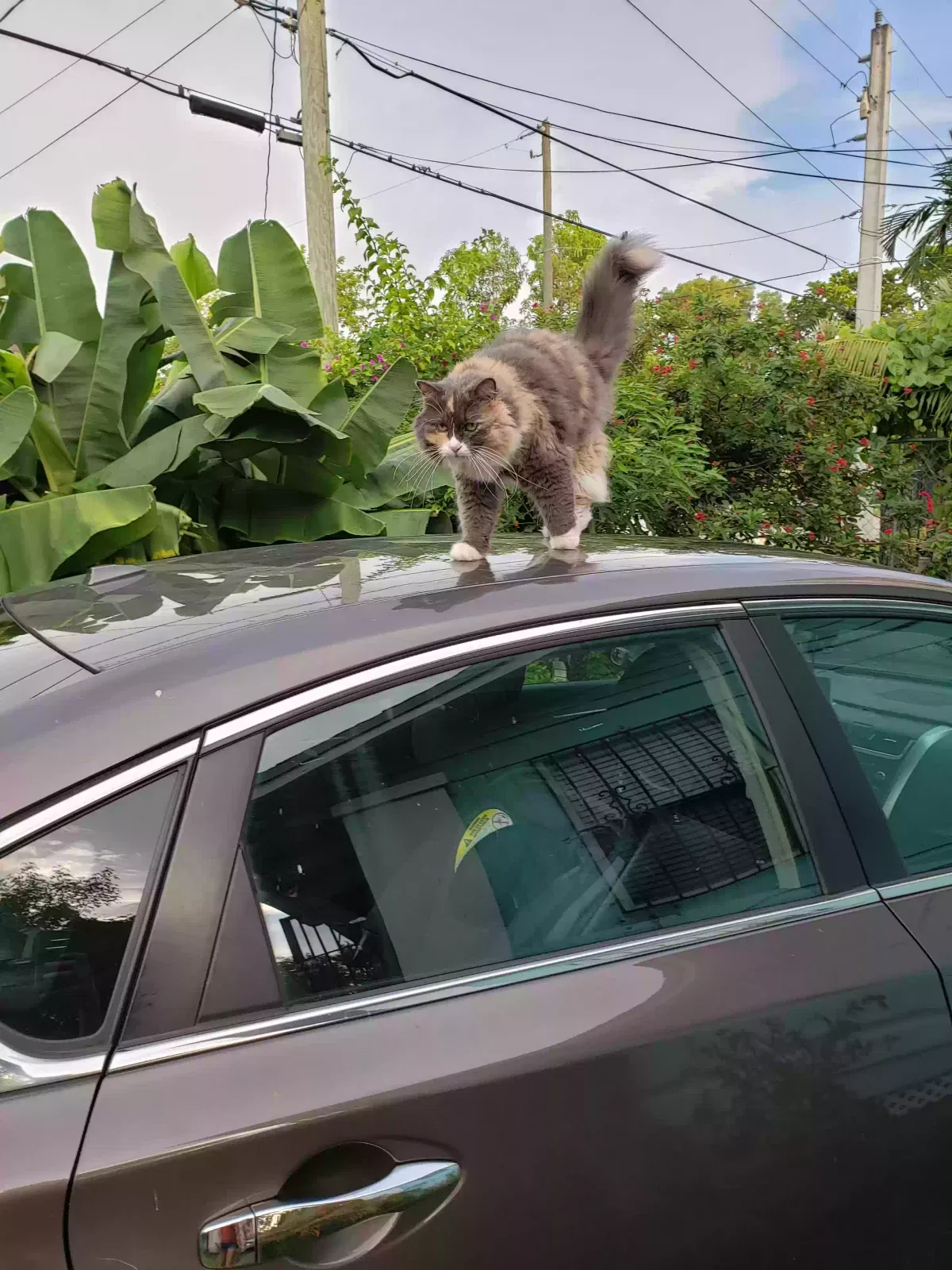 Lost cat in Miami, FL, 33138