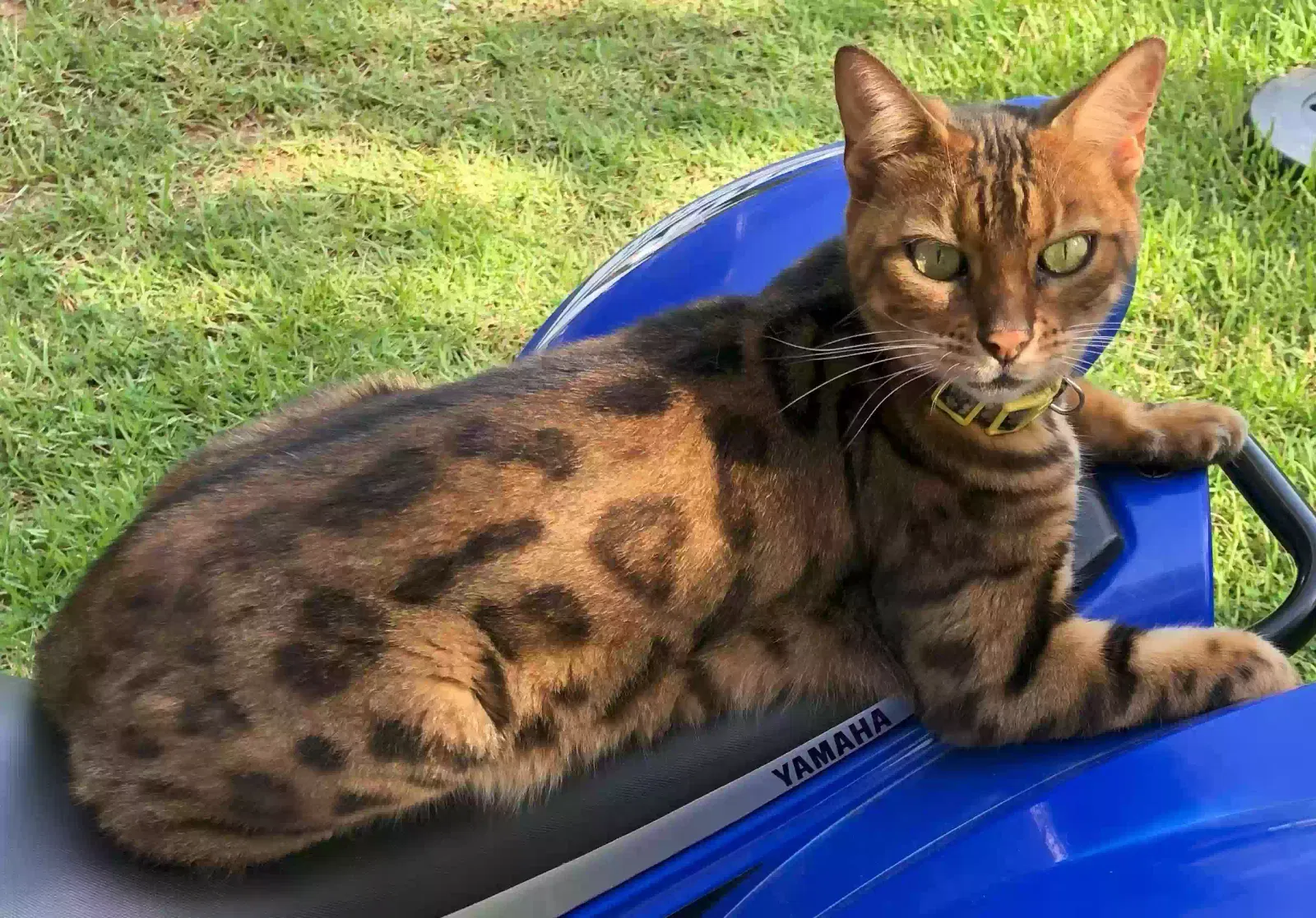 Lost cat in Elgin, SC, 29045