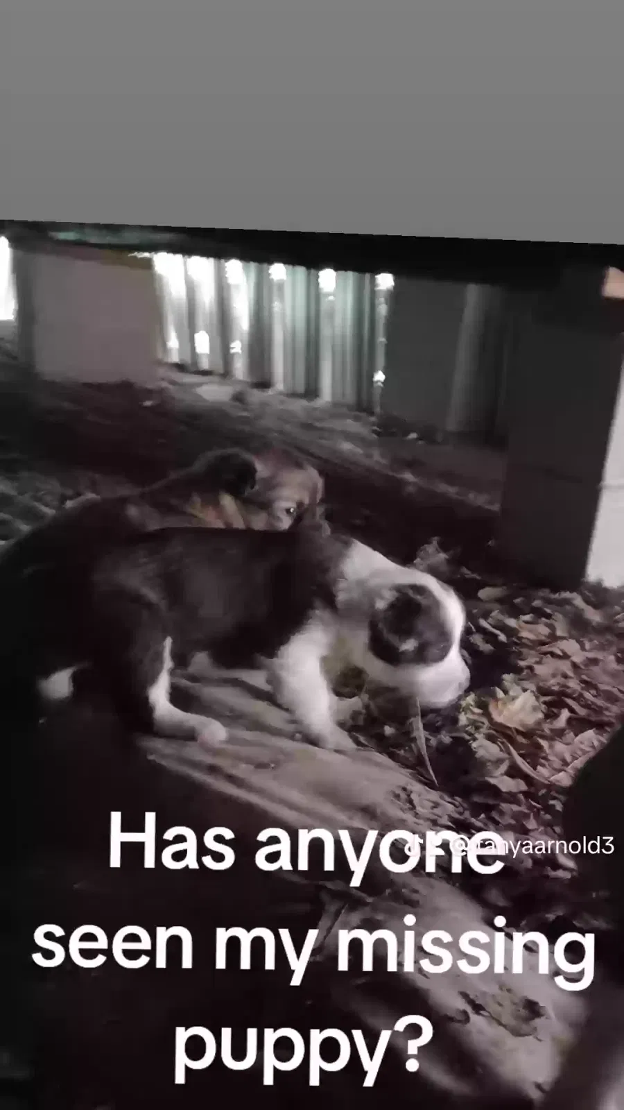 Lost dog in Monroe, LA, 71202