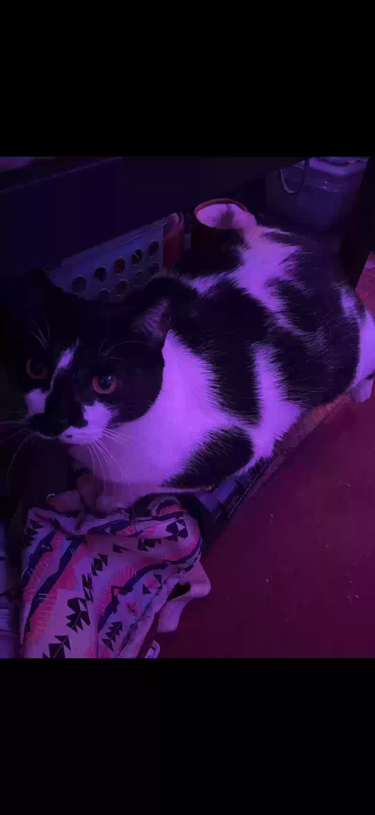 Lost cat in Grand Rapids, MI, 49548