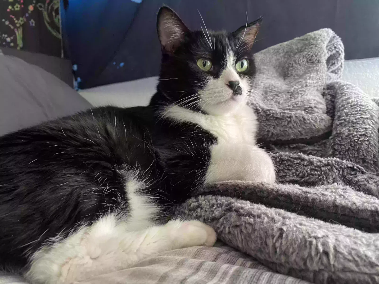 Lost cat in Phoenix, AZ, 85017