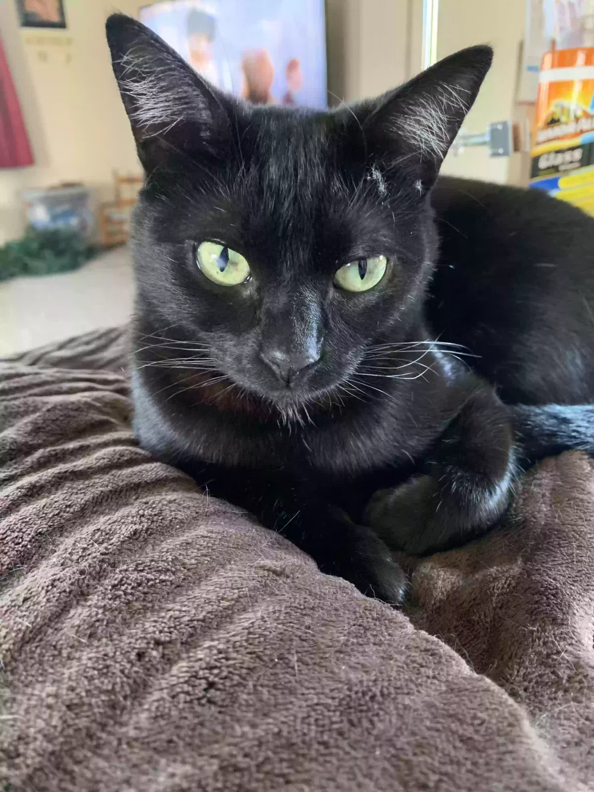 Lost cat in Oakdale, CA, 95361