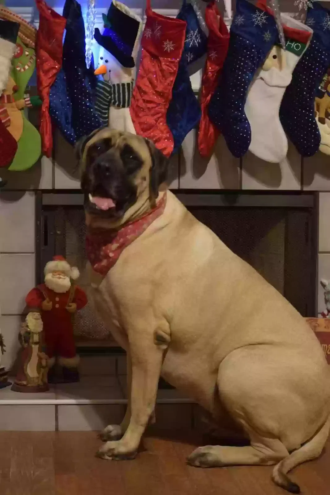 Lost dog in Wetumpka, AL, 36093