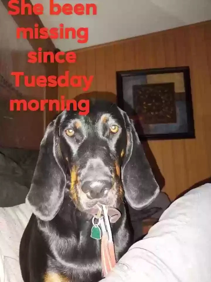 Lost dog in Von Ormy, TX, 78073