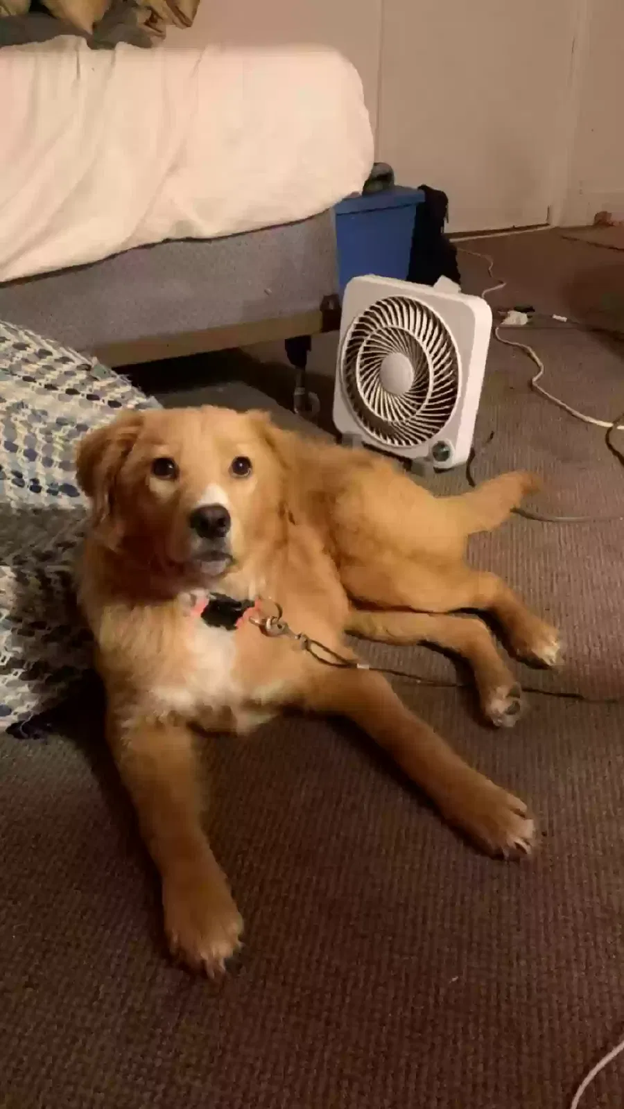Lost dog in Breaux Bridge, LA, 70517