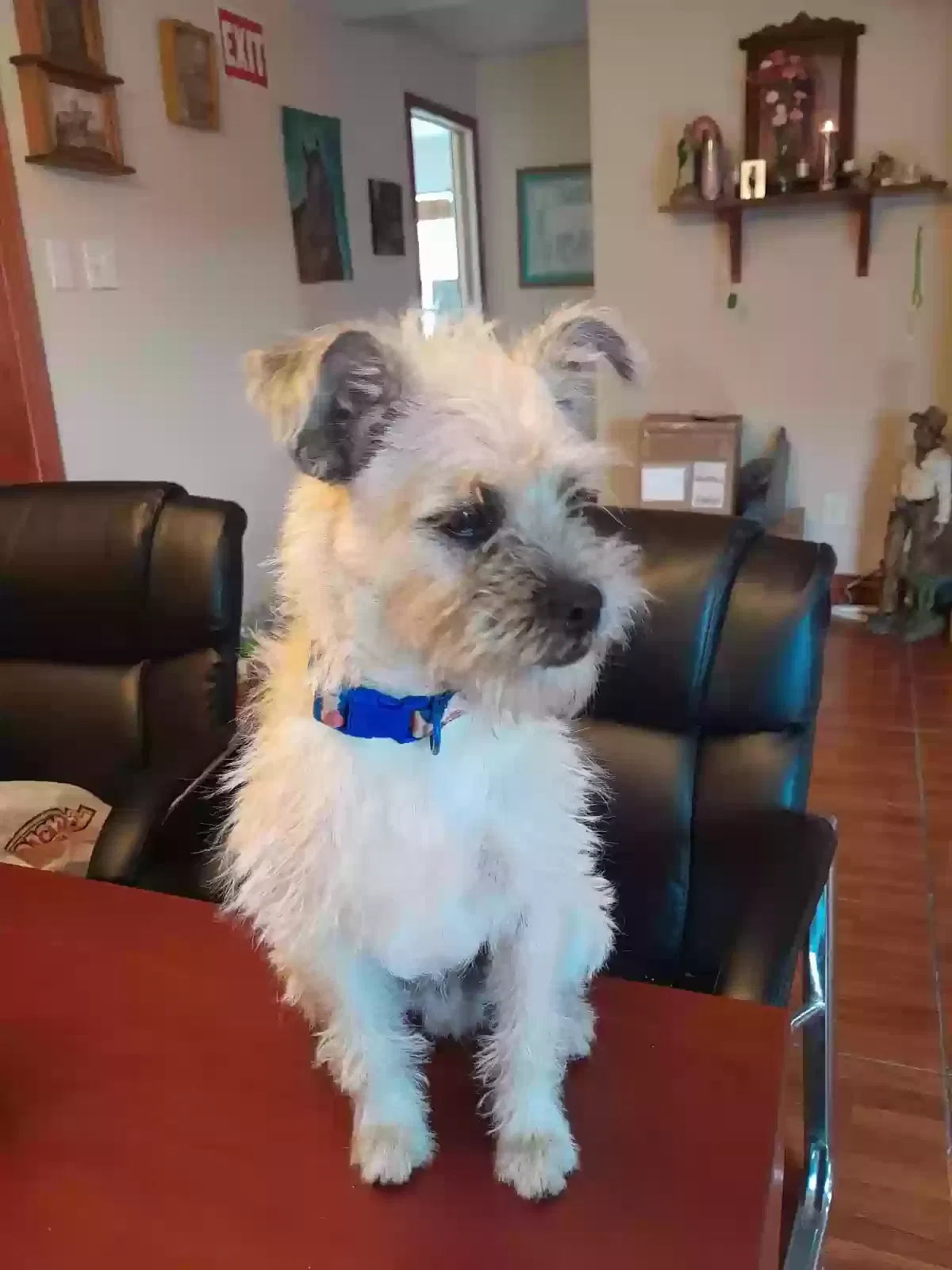 Lost dog in Houston, TX, 77037