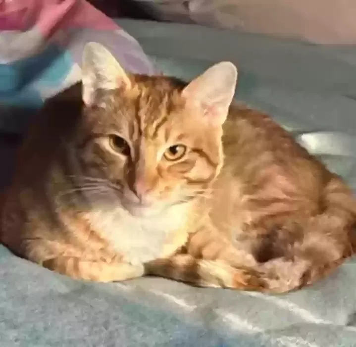 Lost cat in Pomona, CA, 91767