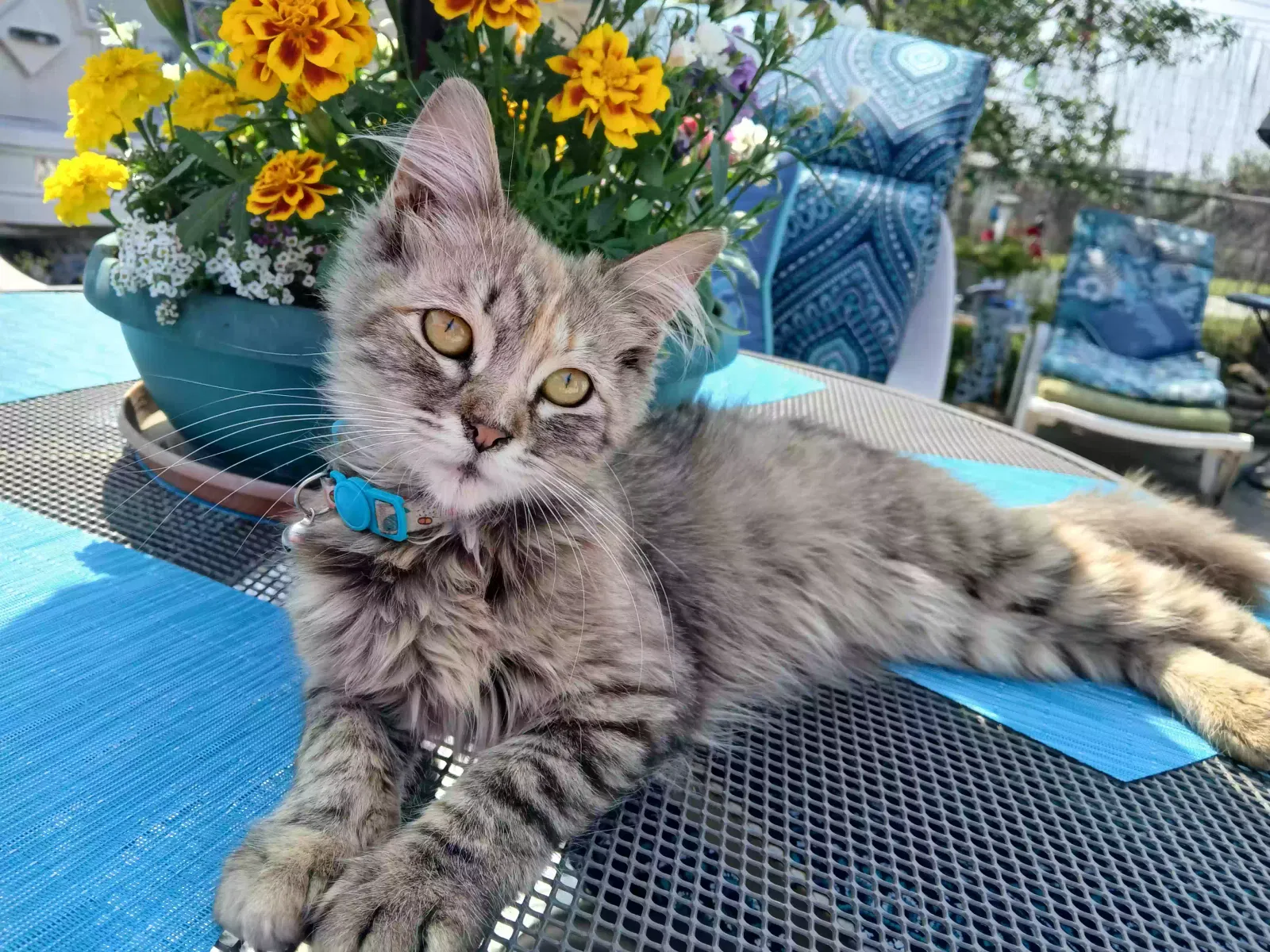 Found cat in Colton, CA, 92324