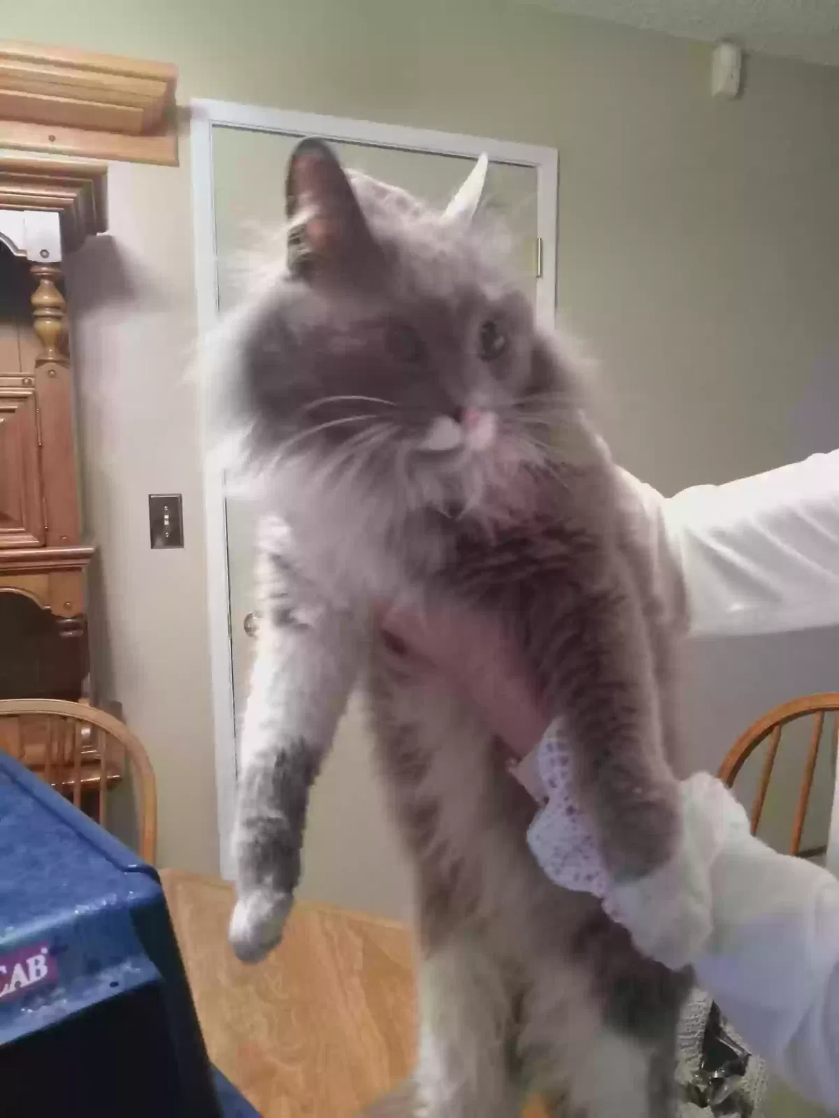 Found cat in Modesto, CA, 95350