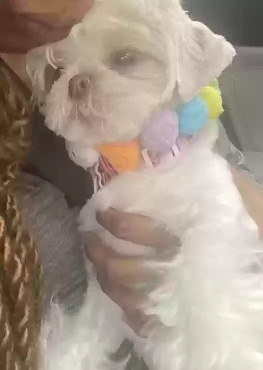 Lost dog in Fairburn, GA, 30213