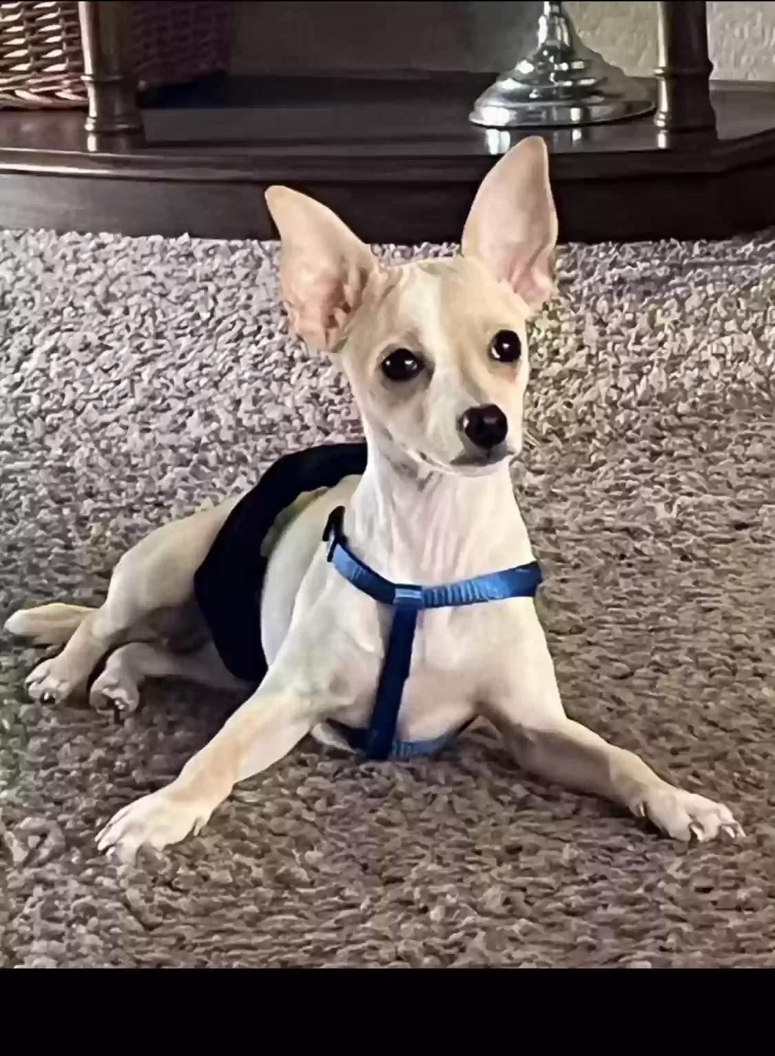 Missing Dog