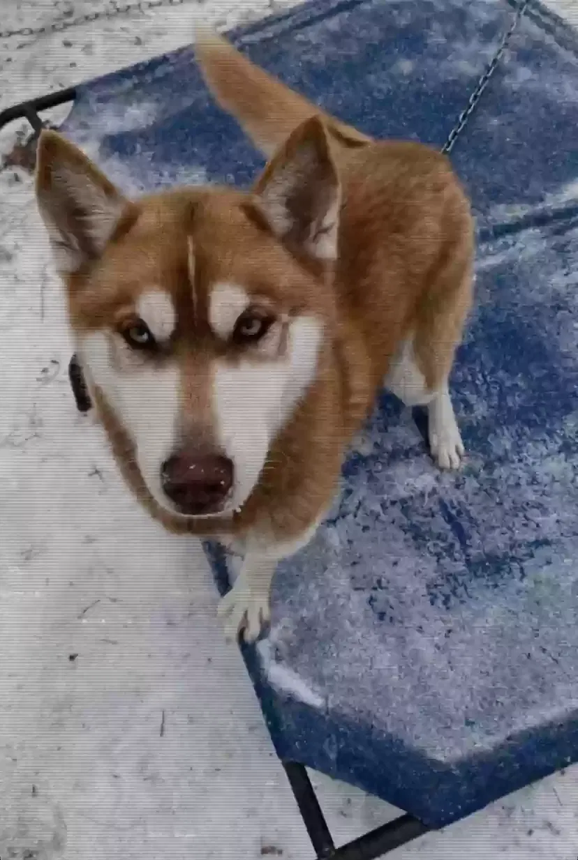 Missing Dog