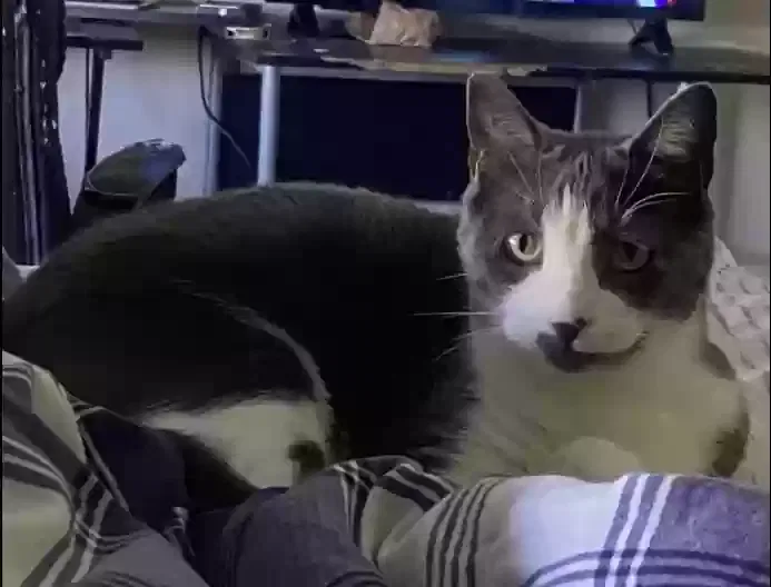 Lost cat in Metairie, LA, 70002