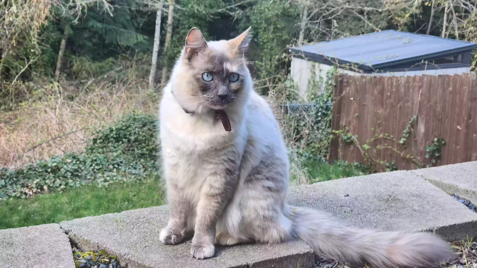 Lost cat in Bothell, WA, 98021
