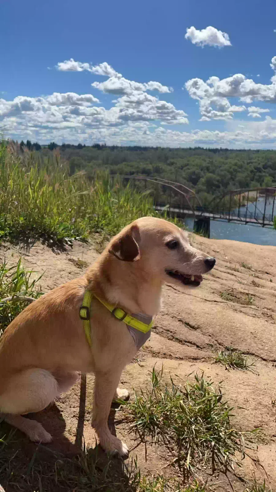 Lost dog in Fair Oaks, CA, 95628