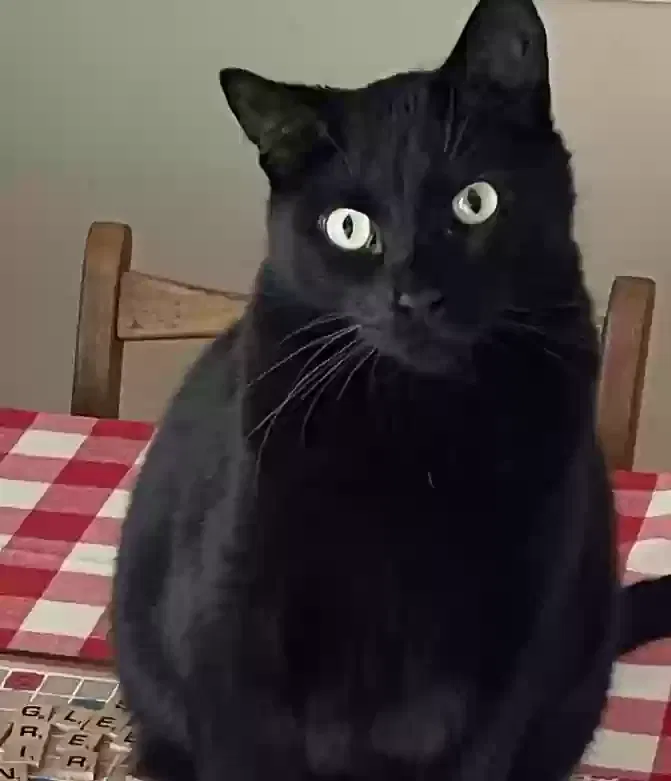 Lost cat in Houston, TX, 77090