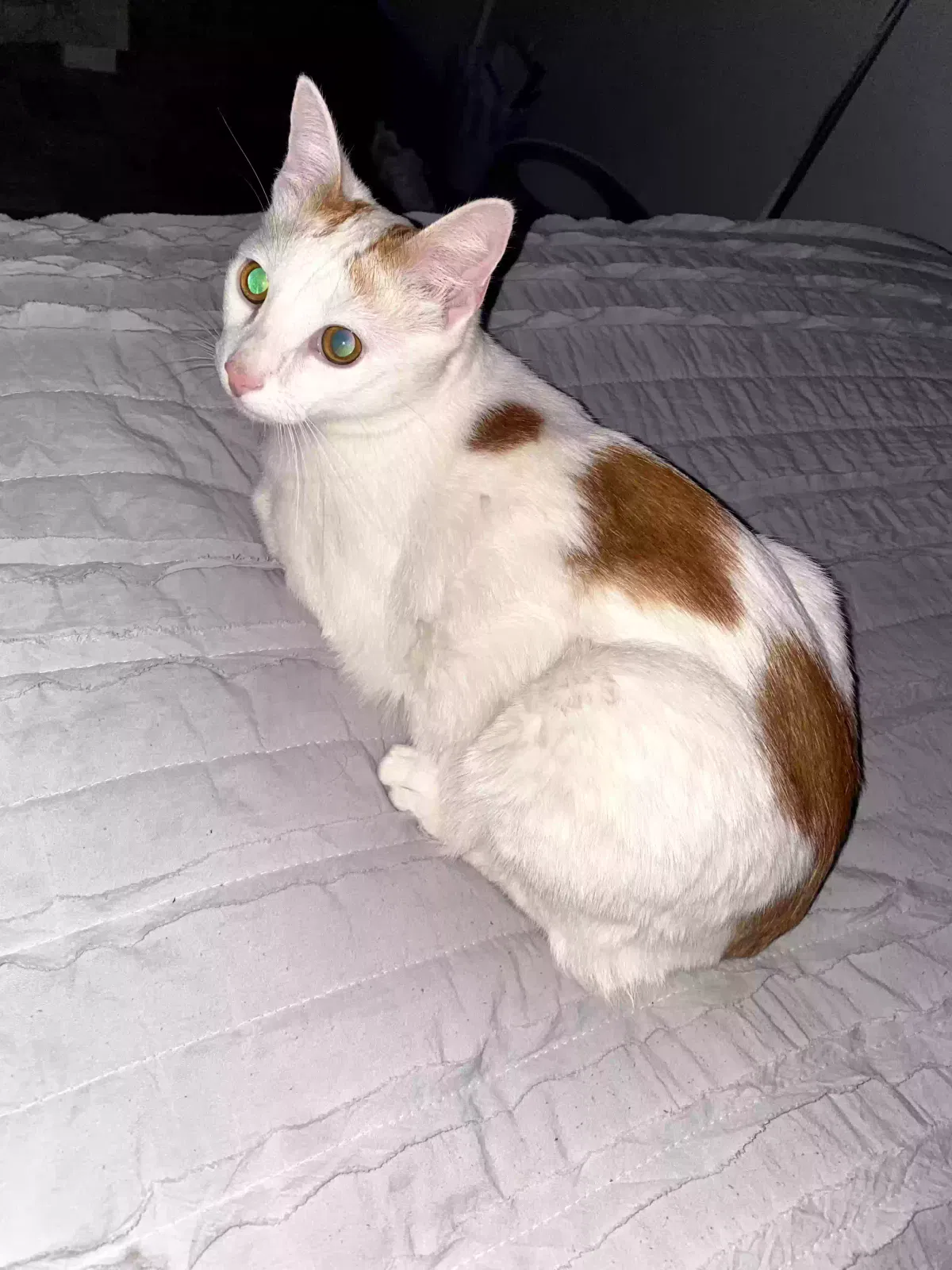 Lost cat in Corona, CA, 92881