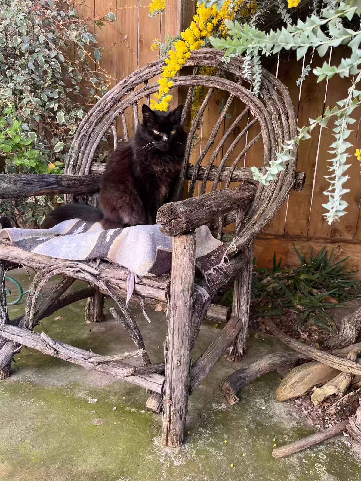 Lost cat in Visalia, CA, 93291