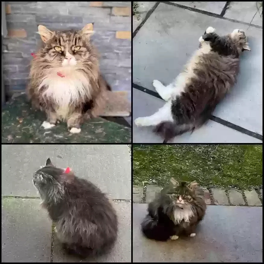 Lost cat in Califon, NJ, 7830