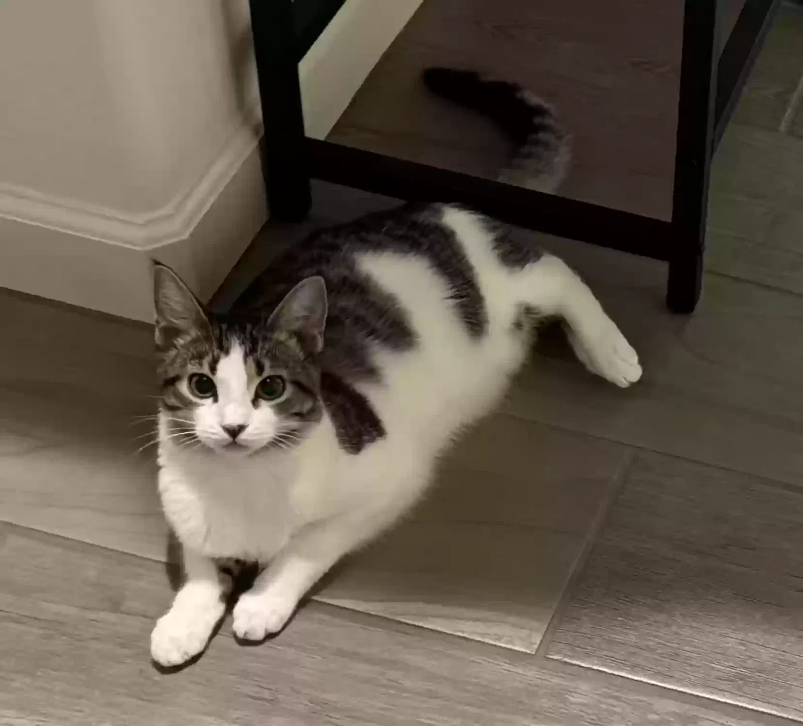 Lost cat in Clovis, CA, 93619
