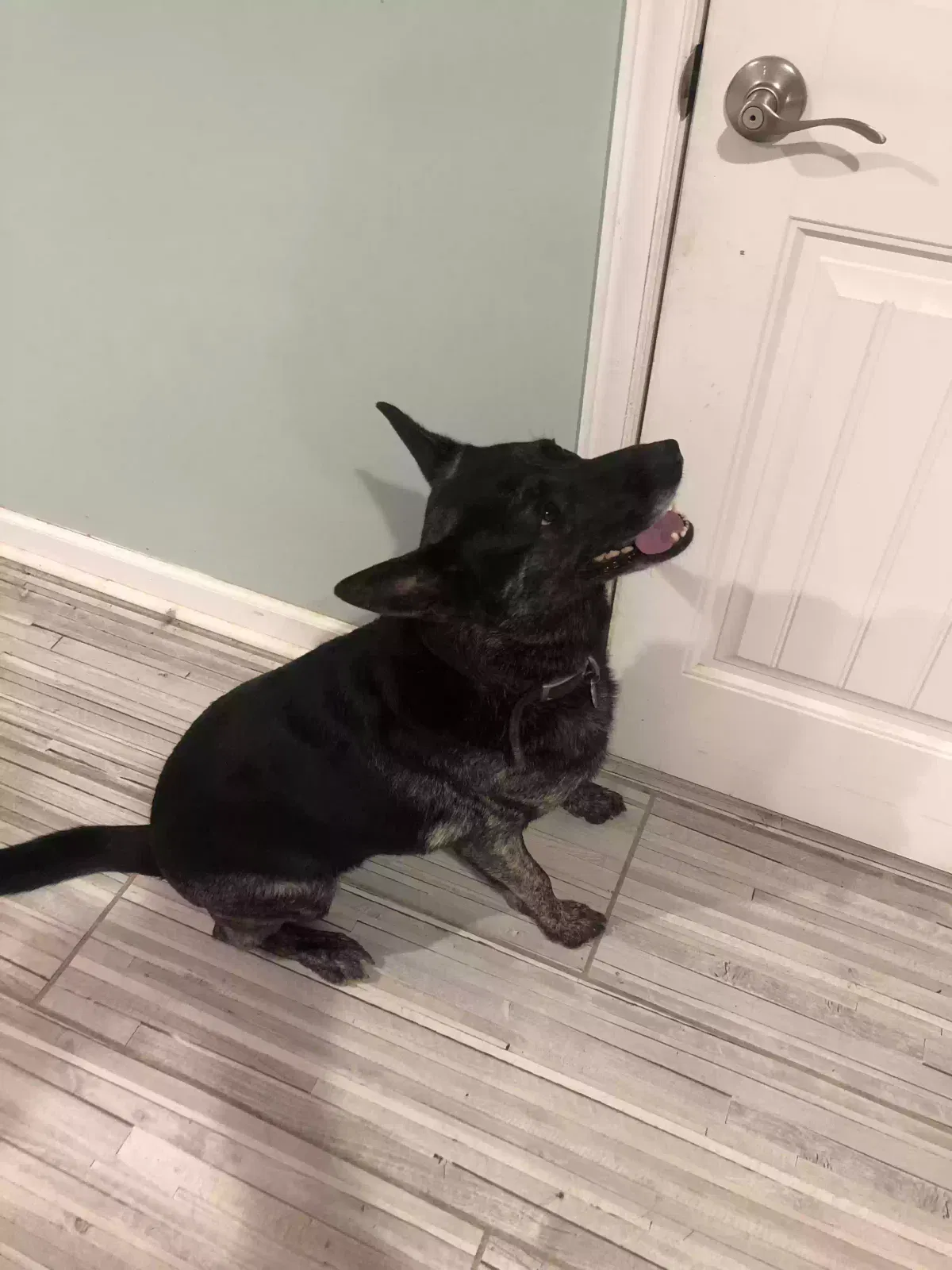Lost dog in Thomasville, NC, 27360
